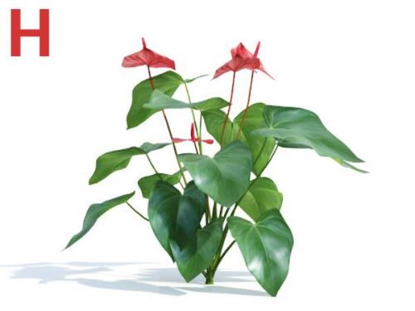 Plant 3D Model - دانلود مدل سه بعدی گیاه - آبجکت سه بعدی گیاه - دانلود آبجکت سه بعدی گیاه - دانلود مدل سه بعدی fbx - دانلود مدل سه بعدی obj -Plant 3d model free download  - Plant 3d Object - Plant OBJ 3d models - Plant FBX 3d Models - بوته - Bush